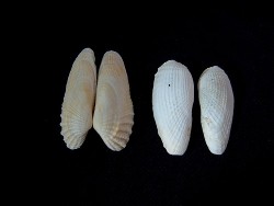 barnea Titchwell