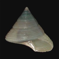 Calliostoma zizphinium Linne 1758 Picture coutesy of Lowtide Shells(Copyright)