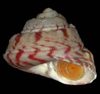 Gibbula magus Linne 1758 Picture Courtesy of Lowtide Shells(Copyright)