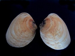  mya arenaria