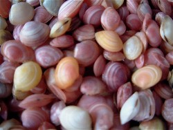Macoma balthica