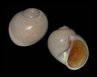 Natica catena Da Costa 1778 Picture courtesy of Lowtide Shells(Copyright)