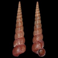 Turritella communis Risso 1829 Picture Courtesy of Lowtide Shells(Copyright)