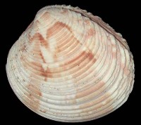 Venus casina, Linne 1758 Courtesy of Lowtide Shells(Copyright)