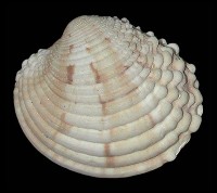 Venus verrucosa Linne 1758 Picture courtesy of Lowtide Shells(Copyright)